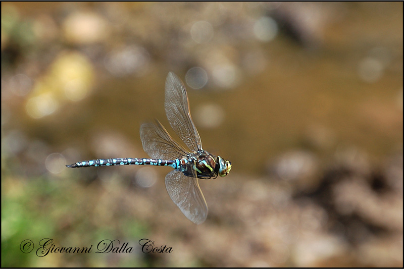 Libellule  (Alpine) - Aeshna juncea maschio
